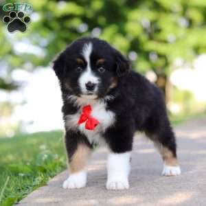 Roamer, Miniature Australian Shepherd Puppy